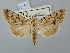  (Dichagyris celebrata - BGE_ZSM_LEP_2533)  @11 [ ] by-nc-sa (2025) SNSB, Staatliche Naturwissenschaftliche Sammlungen Bayerns ZSM (SNSB, Zoologische Staatssammlung Muenchen)