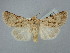  ( - BGE_ZSM_LEP_2534)  @11 [ ] by-nc-sa (2025) SNSB, Staatliche Naturwissenschaftliche Sammlungen Bayerns ZSM (SNSB, Zoologische Staatssammlung Muenchen)
