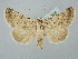  ( - BGE_ZSM_LEP_2536)  @11 [ ] by-nc-sa (2025) SNSB, Staatliche Naturwissenschaftliche Sammlungen Bayerns ZSM (SNSB, Zoologische Staatssammlung Muenchen)