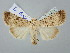  ( - BGE_ZSM_LEP_2537)  @11 [ ] by-nc-sa (2025) SNSB, Staatliche Naturwissenschaftliche Sammlungen Bayerns ZSM (SNSB, Zoologische Staatssammlung Muenchen)