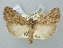  (Dichagyris latipennis - BGE_ZSM_LEP_2553)  @11 [ ] by-nc-sa (2025) SNSB, Staatliche Naturwissenschaftliche Sammlungen Bayerns ZSM (SNSB, Zoologische Staatssammlung Muenchen)