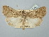  ( - BGE_ZSM_LEP_2554)  @11 [ ] by-nc-sa (2025) SNSB, Staatliche Naturwissenschaftliche Sammlungen Bayerns ZSM (SNSB, Zoologische Staatssammlung Muenchen)