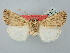  ( - BGE_ZSM_LEP_2555)  @11 [ ] by-nc-sa (2025) SNSB, Staatliche Naturwissenschaftliche Sammlungen Bayerns ZSM (SNSB, Zoologische Staatssammlung Muenchen)