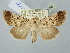  (Dichagyris leucomelas - BGE_ZSM_LEP_2556)  @11 [ ] by-nc-sa (2025) SNSB, Staatliche Naturwissenschaftliche Sammlungen Bayerns ZSM (SNSB, Zoologische Staatssammlung Muenchen)