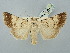  ( - BGE_ZSM_LEP_2557)  @11 [ ] by-nc-sa (2025) SNSB, Staatliche Naturwissenschaftliche Sammlungen Bayerns ZSM (SNSB, Zoologische Staatssammlung Muenchen)