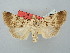  ( - BGE_ZSM_LEP_2558)  @11 [ ] by-nc-sa (2025) SNSB, Staatliche Naturwissenschaftliche Sammlungen Bayerns ZSM (SNSB, Zoologische Staatssammlung Muenchen)