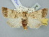  (Dichagyris rhadamanthys - BGE_ZSM_LEP_2566)  @11 [ ] by-nc-sa (2025) SNSB, Staatliche Naturwissenschaftliche Sammlungen Bayerns ZSM (SNSB, Zoologische Staatssammlung Muenchen)