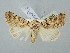  ( - BGE_ZSM_LEP_2571)  @11 [ ] by-nc-sa (2025) SNSB, Staatliche Naturwissenschaftliche Sammlungen Bayerns ZSM (SNSB, Zoologische Staatssammlung Muenchen)