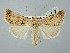  ( - BGE_ZSM_LEP_2572)  @11 [ ] by-nc-sa (2025) SNSB, Staatliche Naturwissenschaftliche Sammlungen Bayerns ZSM (SNSB, Zoologische Staatssammlung Muenchen)