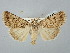  ( - BGE_ZSM_LEP_2573)  @11 [ ] by-nc-sa (2025) SNSB, Staatliche Naturwissenschaftliche Sammlungen Bayerns ZSM (SNSB, Zoologische Staatssammlung Muenchen)
