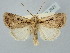  ( - BGE_ZSM_LEP_2621)  @11 [ ] by-nc-sa (2025) SNSB, Staatliche Naturwissenschaftliche Sammlungen Bayerns ZSM (SNSB, Zoologische Staatssammlung Muenchen)