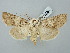  ( - BGE_ZSM_LEP_2624)  @11 [ ] by-nc-sa (2025) SNSB, Staatliche Naturwissenschaftliche Sammlungen Bayerns ZSM (SNSB, Zoologische Staatssammlung Muenchen)