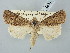  ( - BGE_ZSM_LEP_2631)  @11 [ ] by-nc-sa (2025) SNSB, Staatliche Naturwissenschaftliche Sammlungen Bayerns ZSM (SNSB, Zoologische Staatssammlung Muenchen)