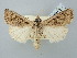  ( - BGE_ZSM_LEP_2632)  @11 [ ] by-nc-sa (2025) SNSB, Staatliche Naturwissenschaftliche Sammlungen Bayerns ZSM (SNSB, Zoologische Staatssammlung Muenchen)