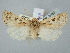  ( - BGE_ZSM_LEP_2633)  @11 [ ] by-nc-sa (2025) SNSB, Staatliche Naturwissenschaftliche Sammlungen Bayerns ZSM (SNSB, Zoologische Staatssammlung Muenchen)