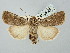  ( - BGE_ZSM_LEP_2642)  @11 [ ] by-nc-sa (2025) SNSB, Staatliche Naturwissenschaftliche Sammlungen Bayerns ZSM (SNSB, Zoologische Staatssammlung Muenchen)