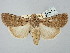  ( - BGE_ZSM_LEP_2644)  @11 [ ] by-nc-sa (2025) SNSB, Staatliche Naturwissenschaftliche Sammlungen Bayerns ZSM (SNSB, Zoologische Staatssammlung Muenchen)