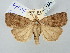  (Lycophotia cissigma - BGE_ZSM_LEP_2650)  @11 [ ] by-nc-sa (2025) SNSB, Staatliche Naturwissenschaftliche Sammlungen Bayerns ZSM (SNSB, Zoologische Staatssammlung Muenchen)