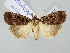  ( - BGE_ZSM_LEP_2663)  @11 [ ] by-nc-sa (2025) SNSB, Staatliche Naturwissenschaftliche Sammlungen Bayerns ZSM (SNSB, Zoologische Staatssammlung Muenchen)