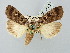  ( - BGE_ZSM_LEP_2665)  @11 [ ] by-nc-sa (2025) SNSB, Staatliche Naturwissenschaftliche Sammlungen Bayerns ZSM (SNSB, Zoologische Staatssammlung Muenchen)
