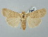  ( - BGE_ZSM_LEP_2667)  @11 [ ] by-nc-sa (2025) SNSB, Staatliche Naturwissenschaftliche Sammlungen Bayerns ZSM (SNSB, Zoologische Staatssammlung Muenchen)