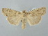  ( - BGE_ZSM_LEP_2668)  @11 [ ] by-nc-sa (2025) SNSB, Staatliche Naturwissenschaftliche Sammlungen Bayerns ZSM (SNSB, Zoologische Staatssammlung Muenchen)