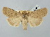  ( - BGE_ZSM_LEP_2669)  @11 [ ] by-nc-sa (2025) SNSB, Staatliche Naturwissenschaftliche Sammlungen Bayerns ZSM (SNSB, Zoologische Staatssammlung Muenchen)
