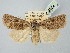  ( - BGE_ZSM_LEP_2672)  @11 [ ] by-nc-sa (2025) SNSB, Staatliche Naturwissenschaftliche Sammlungen Bayerns ZSM (SNSB, Zoologische Staatssammlung Muenchen)