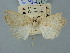  (Xestia palaestinensis - BGE_ZSM_LEP_2689)  @11 [ ] by-nc-sa (2025) SNSB, Staatliche Naturwissenschaftliche Sammlungen Bayerns ZSM (SNSB, Zoologische Staatssammlung Muenchen)