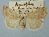  ( - BGE_ZSM_LEP_2690)  @11 [ ] by-nc-sa (2025) SNSB, Staatliche Naturwissenschaftliche Sammlungen Bayerns ZSM (SNSB, Zoologische Staatssammlung Muenchen)