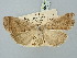  ( - BGE_ZSM_LEP_2691)  @11 [ ] by-nc-sa (2025) SNSB, Staatliche Naturwissenschaftliche Sammlungen Bayerns ZSM (SNSB, Zoologische Staatssammlung Muenchen)