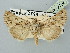  ( - BGE_ZSM_LEP_2706)  @11 [ ] by-nc-sa (2025) SNSB, Staatliche Naturwissenschaftliche Sammlungen Bayerns ZSM (SNSB, Zoologische Staatssammlung Muenchen)