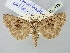  ( - BGE_ZSM_LEP_2715)  @11 [ ] by-nc-sa (2025) SNSB, Staatliche Naturwissenschaftliche Sammlungen Bayerns ZSM (SNSB, Zoologische Staatssammlung Muenchen)