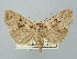  ( - BGE_ZSM_LEP_2716)  @11 [ ] by-nc-sa (2025) SNSB, Staatliche Naturwissenschaftliche Sammlungen Bayerns ZSM (SNSB, Zoologische Staatssammlung Muenchen)