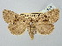  ( - BGE_ZSM_LEP_2717)  @11 [ ] by-nc-sa (2025) SNSB, Staatliche Naturwissenschaftliche Sammlungen Bayerns ZSM (SNSB, Zoologische Staatssammlung Muenchen)