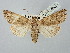  ( - BGE_ZSM_LEP_2724)  @11 [ ] by-nc-sa (2025) SNSB, Staatliche Naturwissenschaftliche Sammlungen Bayerns ZSM (SNSB, Zoologische Staatssammlung Muenchen)