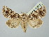  ( - BGE_ZSM_LEP_2737)  @11 [ ] by-nc-sa (2025) SNSB, Staatliche Naturwissenschaftliche Sammlungen Bayerns ZSM (SNSB, Zoologische Staatssammlung Muenchen)