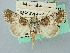  ( - BGE_ZSM_LEP_2745)  @11 [ ] by-nc-sa (2025) SNSB, Staatliche Naturwissenschaftliche Sammlungen Bayerns ZSM (SNSB, Zoologische Staatssammlung Muenchen)