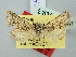  (Hadena perpetua - BGE_ZSM_LEP_2747)  @11 [ ] by-nc-sa (2025) SNSB, Staatliche Naturwissenschaftliche Sammlungen Bayerns ZSM (SNSB, Zoologische Staatssammlung Muenchen)