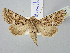  ( - BGE_ZSM_LEP_2748)  @11 [ ] by-nc-sa (2025) SNSB, Staatliche Naturwissenschaftliche Sammlungen Bayerns ZSM (SNSB, Zoologische Staatssammlung Muenchen)