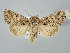  ( - BGE_ZSM_LEP_2749)  @11 [ ] by-nc-sa (2025) SNSB, Staatliche Naturwissenschaftliche Sammlungen Bayerns ZSM (SNSB, Zoologische Staatssammlung Muenchen)