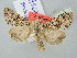  (Hecatera maderae - BGE_ZSM_LEP_2760)  @11 [ ] by-nc-sa (2025) SNSB, Staatliche Naturwissenschaftliche Sammlungen Bayerns ZSM (SNSB, Zoologische Staatssammlung Muenchen)