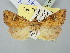  (Hypobarathra - BGE_ZSM_LEP_2763)  @11 [ ] by-nc-sa (2025) SNSB, Staatliche Naturwissenschaftliche Sammlungen Bayerns ZSM (SNSB, Zoologische Staatssammlung Muenchen)