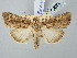  (Leucania herrichii - BGE_ZSM_LEP_2769)  @11 [ ] by-nc-sa (2025) SNSB, Staatliche Naturwissenschaftliche Sammlungen Bayerns ZSM (SNSB, Zoologische Staatssammlung Muenchen)