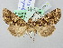  (Luteohadena andalusica - BGE_ZSM_LEP_2772)  @11 [ ] by-nc-sa (2025) SNSB, Staatliche Naturwissenschaftliche Sammlungen Bayerns ZSM (SNSB, Zoologische Staatssammlung Muenchen)