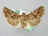  ( - BGE_ZSM_LEP_2773)  @11 [ ] by-nc-sa (2025) SNSB, Staatliche Naturwissenschaftliche Sammlungen Bayerns ZSM (SNSB, Zoologische Staatssammlung Muenchen)