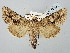  ( - BGE_ZSM_LEP_2774)  @11 [ ] by-nc-sa (2025) SNSB, Staatliche Naturwissenschaftliche Sammlungen Bayerns ZSM (SNSB, Zoologische Staatssammlung Muenchen)