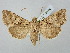  ( - BGE_ZSM_LEP_2776)  @11 [ ] by-nc-sa (2025) SNSB, Staatliche Naturwissenschaftliche Sammlungen Bayerns ZSM (SNSB, Zoologische Staatssammlung Muenchen)