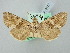  ( - BGE_ZSM_LEP_2777)  @11 [ ] by-nc-sa (2025) SNSB, Staatliche Naturwissenschaftliche Sammlungen Bayerns ZSM (SNSB, Zoologische Staatssammlung Muenchen)