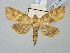  (Luteohadena luteago - BGE_ZSM_LEP_2778)  @11 [ ] by-nc-sa (2025) SNSB, Staatliche Naturwissenschaftliche Sammlungen Bayerns ZSM (SNSB, Zoologische Staatssammlung Muenchen)